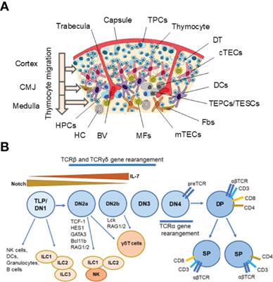 Key Factors for Thymic Function and Development